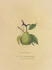 Beurre Giffard Pear - Dellon Marcus Dewey — vista dell’opera