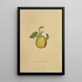 Dellon Marcus Dewey - Easter Beurre Pear.webp