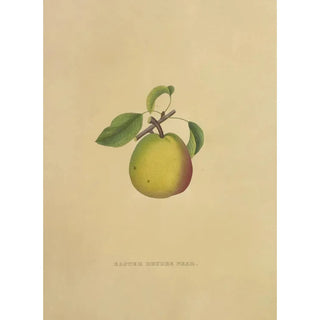 Dellon Marcus Dewey - Easter Beurre Pear.webp