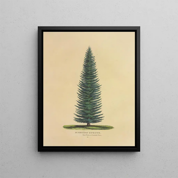 Dellon Marcus Dewey - Menzies Spruce.webp