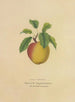 Campanule gialla - Dellon Marcus Dewey — vista dell’opera