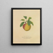 Campanule gialla - Dellon Marcus Dewey — quadro incorniciato alla parete