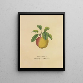 Dellon Marcus Dewey - Yellow Bellflower.webp