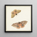 Due farfalle - Paulus Knogh — quadro incorniciato alla parete