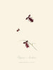 Un résumé de l'histoire naturelle des insectes de Nouvelle-Hollande Nouvelle-Zélande Pl02 - Edward Donovan — vista dell’opera