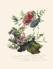 Un résumé de l'histoire naturelle des insectes de Nouvelle-Hollande Nouvelle-Zélande Pl03 - Edward Donovan — vista dell’opera
