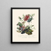 Un résumé de l'histoire naturelle des insectes de Nouvelle-Hollande Nouvelle-Zélande Pl03 - Edward Donovan — quadro incorniciato alla parete