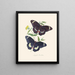 Un résumé de l'histoire naturelle des insectes de Nouvelle-Hollande Nouvelle-Zélande Pl14 - Edward Donovan — quadro incorniciato alla parete