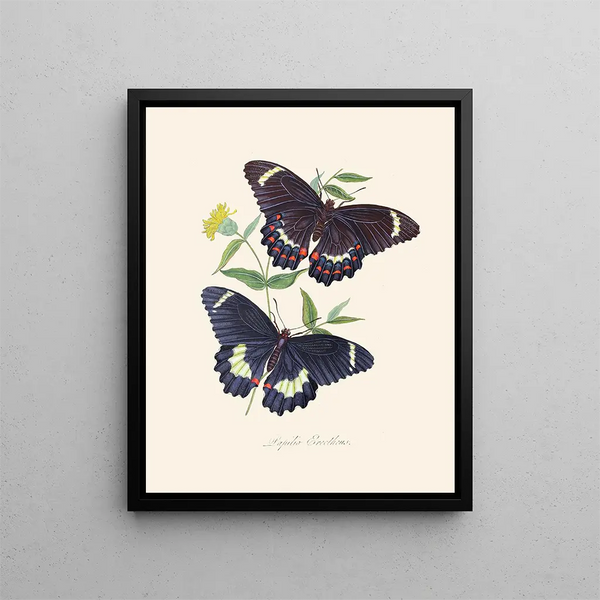 Edward Donovan - An epitome of the natural history of the insects of New Holland New Zealand Pl14.webp