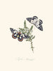 Un riassunto della storia naturale degli insetti della Nuova Zelanda Nuova Zelanda Pl28 - Edward Donovan — vista dell’opera
