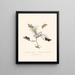 Un résumé de l'histoire naturelle des insectes de Nouvelle-Hollande Nouvelle-Zélande Pl33 - Edward Donovan — quadro incorniciato alla parete