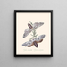 Un résumé de l'histoire naturelle des insectes de Nouvelle-Hollande Nouvelle-Zélande Pl36 - Edward Donovan — quadro incorniciato alla parete