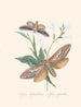Un résumé de l'histoire naturelle des insectes de Nouvelle-Hollande Nouvelle-Zélande Pl37 - Edward Donovan — vista dell’opera