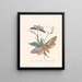 Un résumé de l'histoire naturelle des insectes de Nouvelle-Hollande Nouvelle-Zélande Pl37 - Edward Donovan — quadro incorniciato alla parete