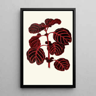 Edward Joseph Lowe - Achyranthes Verschaffeltii.webp