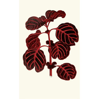 Edward Joseph Lowe - Achyranthes Verschaffeltii.webp