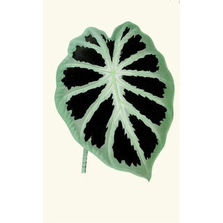 Edward Joseph Lowe - Alocasia Jenningsii.webp