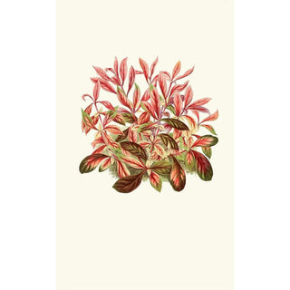 Edward Joseph Lowe - Alternanthera Sessilis.webp