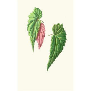 Edward Joseph Lowe - Begonia Falcifolia.webp