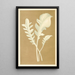 Centaurea candidissima - Edward Joseph Lowe — vista dell’opera
