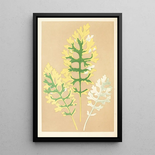 Edward Joseph Lowe - Cineraria Maritima Fairbairnianum.webp