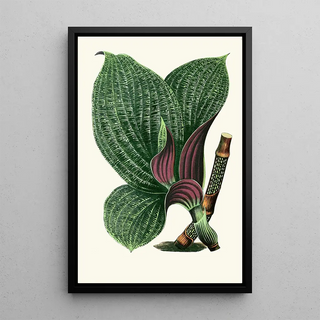 Edward Joseph Lowe - Dichorisandra Mosaica.webp