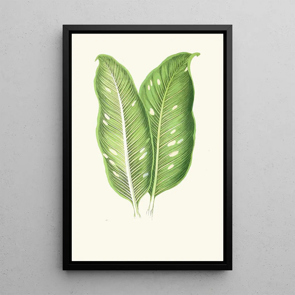 Dieffenbachia Baraquiniana - Edward Joseph Lowe — quadro incorniciato alla parete