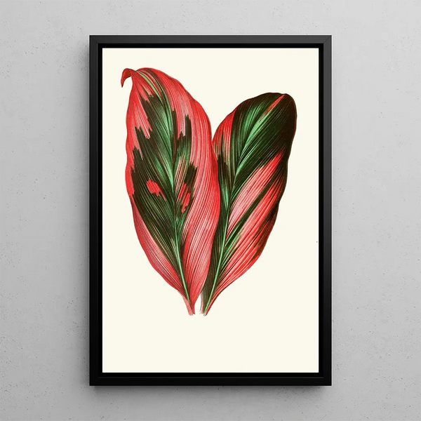 Dracaena Terminalis - Edward Joseph Lowe — quadro incorniciato alla parete