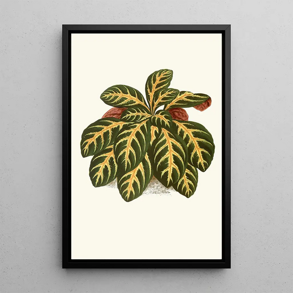 Eranthemum Igneum - Edward Joseph Lowe — quadro incorniciato alla parete