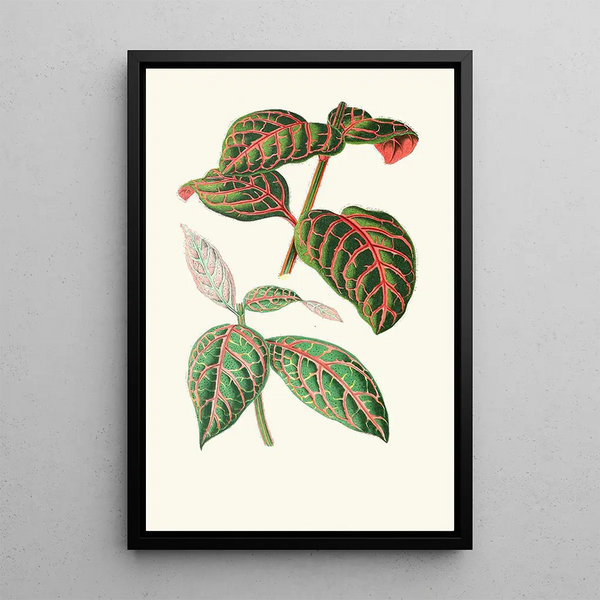 Eranthemum Sanguinolentum - Edward Joseph Lowe — quadro incorniciato alla parete