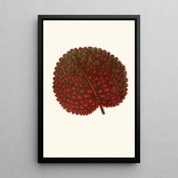 Gesneria Exoniensis - Edward Joseph Lowe — quadro incorniciato alla parete