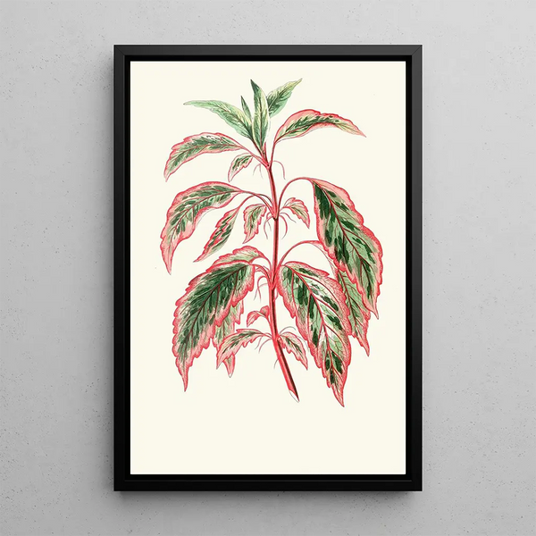 Riproduzione del dipinto Hibiscus Cooperi - Edward Joseph Lowe