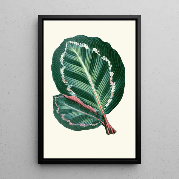 Maranta Illustris - Edward Joseph Lowe — quadro incorniciato alla parete
