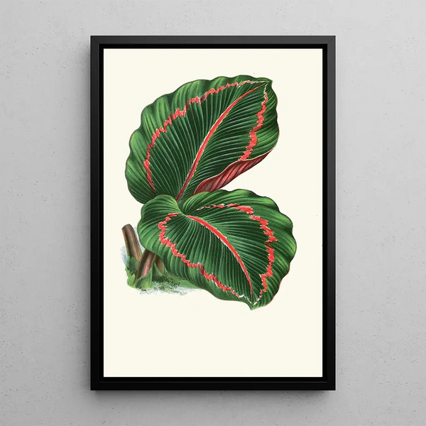 Maranta RoseoPicta - Edward Joseph Lowe — quadro incorniciato alla parete