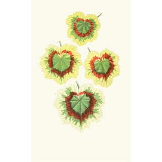Edward Joseph Lowe - Pelargomium Zonale.webp