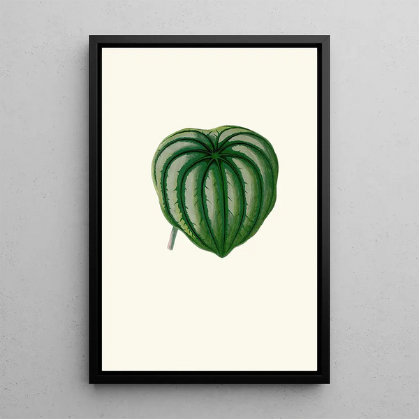 Peperomia Argyrea - Edward Joseph Lowe — quadro incorniciato alla parete