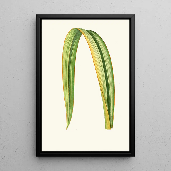 Riproduzione del dipinto Phormium Tenax - Edward Joseph Lowe
