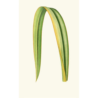 Edward Joseph Lowe - Phormium Tenax.webp