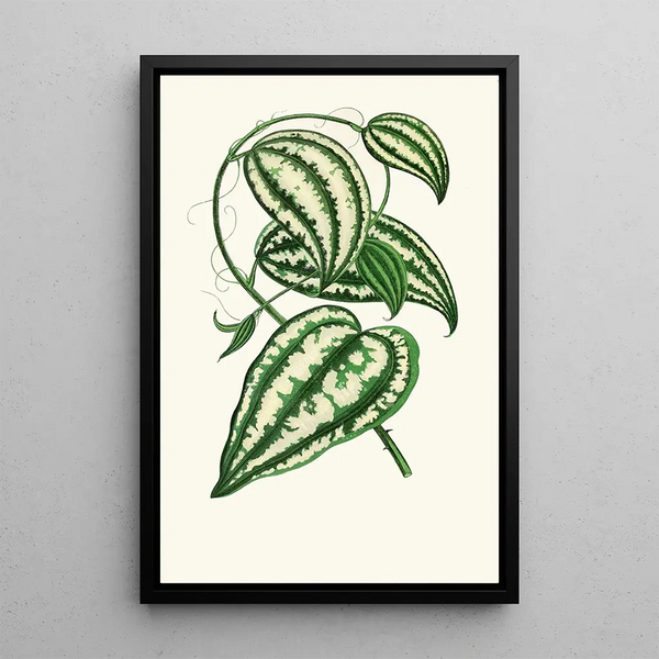 Smilax Macrophylla - Edward Joseph Lowe — quadro incorniciato alla parete