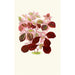 Telanthera Ficoidea - Edward Joseph Lowe — vista dell’opera