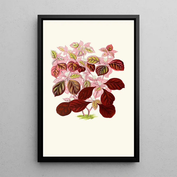 Telanthera Ficoidea - Edward Joseph Lowe — quadro incorniciato alla parete