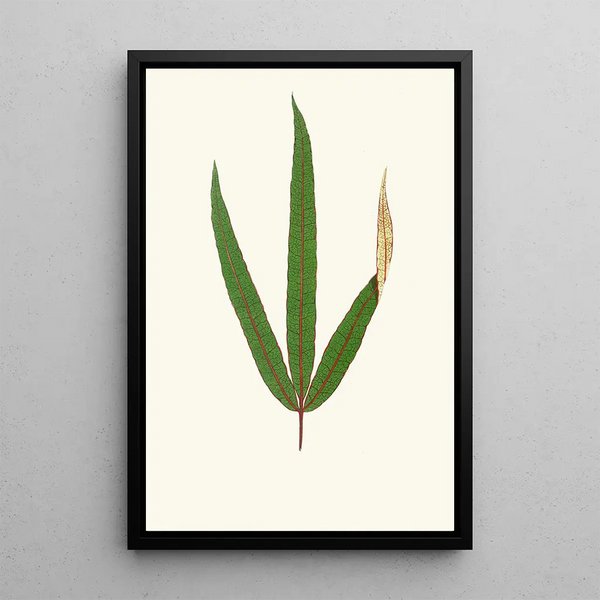 Terminalia Elegans - Edward Joseph Lowe — quadro incorniciato alla parete