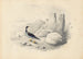 Un arlecchino - Edward Lear — vista dell’opera