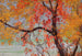 Foglie d'autunno - Edward Okuń — vista dell’opera
