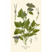 Ageratum coeruleum - Edward Step — vista dell’opera