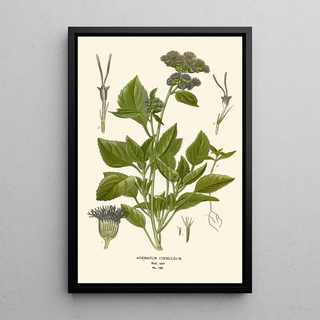 Edward Step - Ageratum Coeruleum.webp