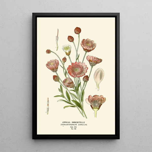 Immortelle annuale - Edward Step — quadro incorniciato alla parete
