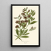 Riproduzione del dipinto Baptisia australis - Edward Step