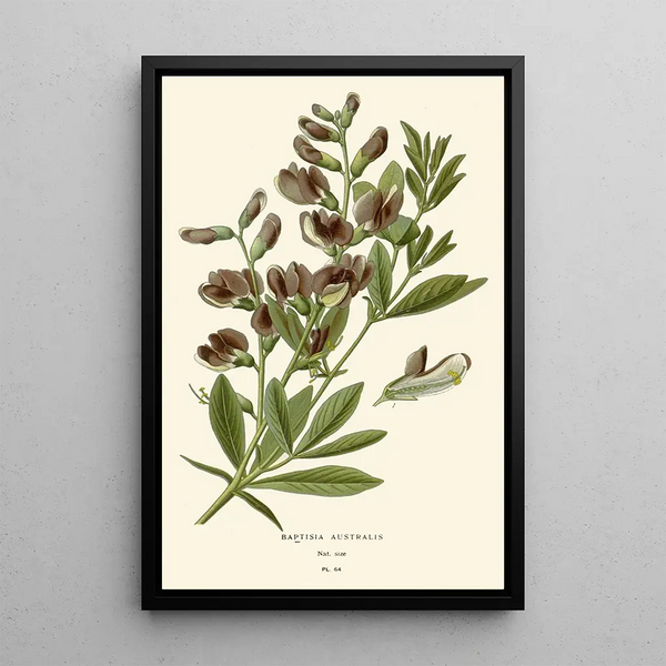 Riproduzione del dipinto Baptisia australis - Edward Step