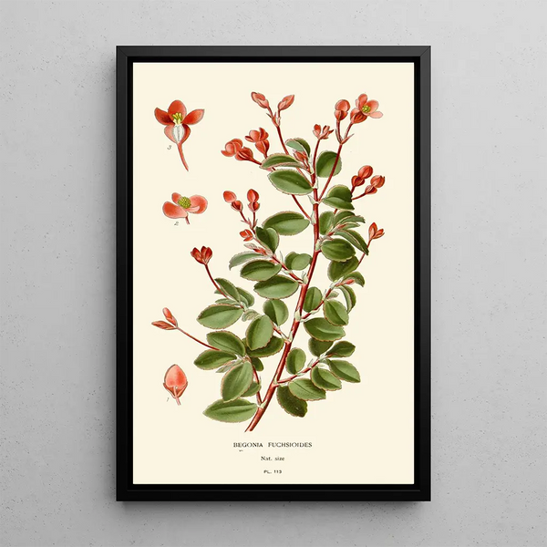 Bégonia fuchsioides - Edward Step — quadro incorniciato alla parete